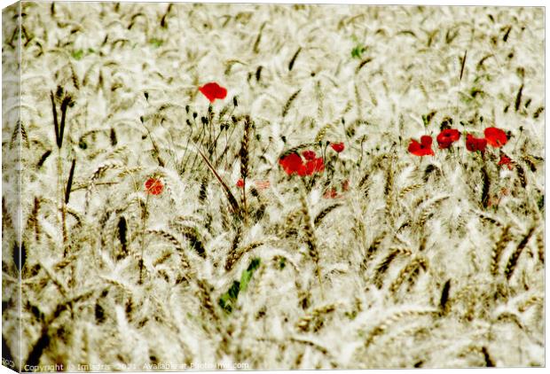 Red Poppies in a Field of Wheat  Canvas Print by Imladris 