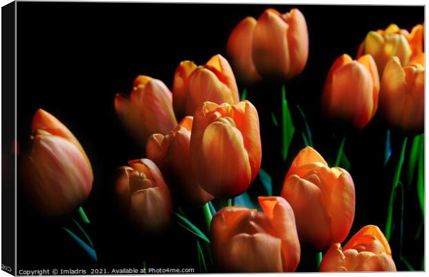 Beautiful Orange Tulips Dark Background Canvas Print by Imladris 