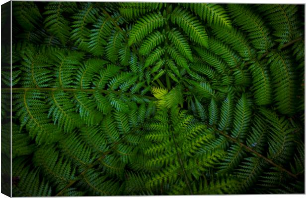 Dark and vibrant green fern leaves spreading out creating swirly natural pattern background. Canvas Print by Kristof Bellens