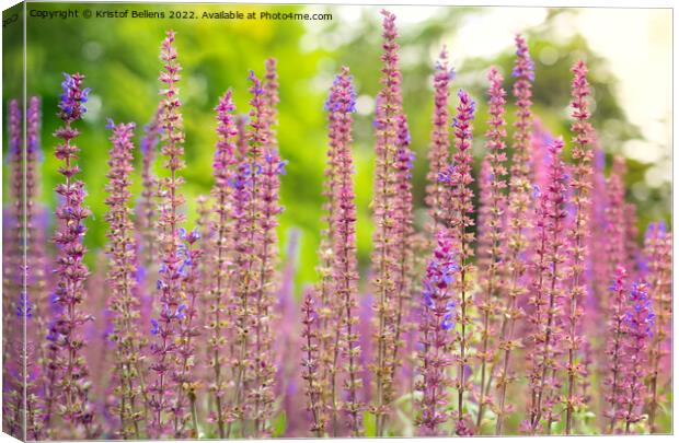 Close-up view of steppe sage or latin name Salvia Nemorosa plant in nature. Canvas Print by Kristof Bellens