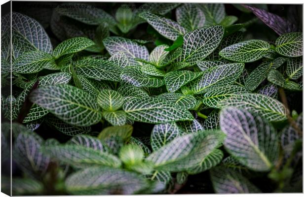 Silver gray peperomia or latin name peperomia griseoargentea in close-up Canvas Print by Kristof Bellens