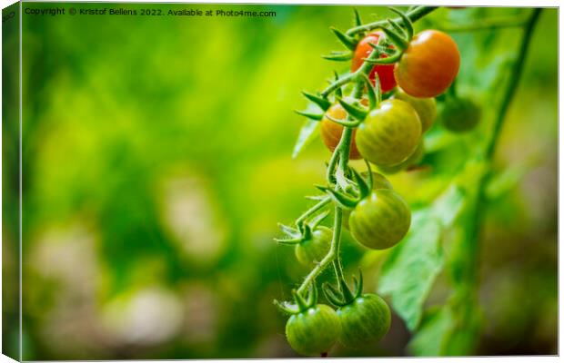 Cherry tomatoes growing in different stages with blurry background. Canvas Print by Kristof Bellens