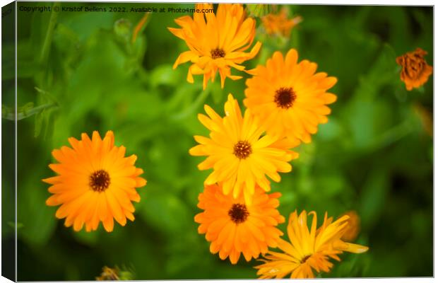 Pot marigold, common marigold, ruddles, Mary's gold or Scotch marigold Canvas Print by Kristof Bellens