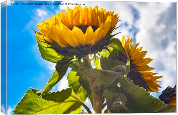 Low angle view in the sunflower field Canvas Print by Kristof Bellens