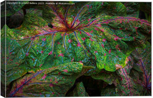 Textured leaf of of colorful caladium, latin name caladium bicolor, also called Heart of Jesus Canvas Print by Kristof Bellens