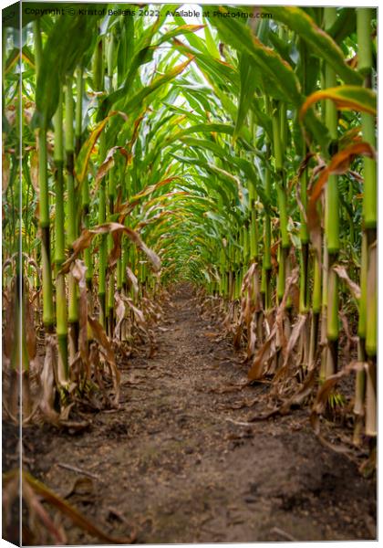 Vertical low angle shot of corn field between the crop Canvas Print by Kristof Bellens