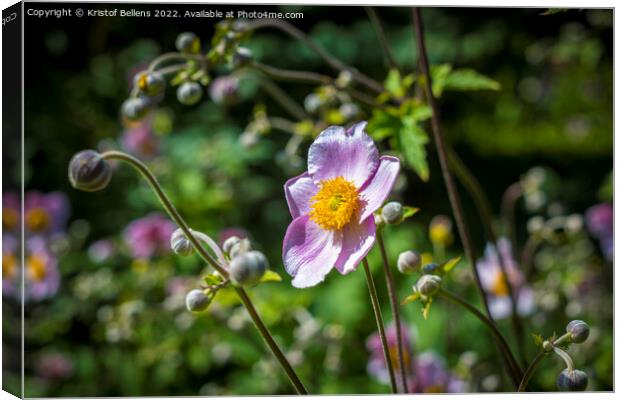 Japanese anemone flower field. Close-up and detail with blurry background. Canvas Print by Kristof Bellens