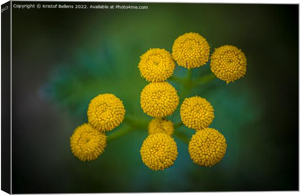 Tanacetum vulgare or Tansy is a perennial, herbaceous flowering plant Canvas Print by Kristof Bellens