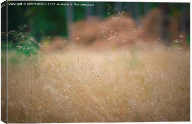 Close-up of Deschampsia flexuosa, commonly known as wavy hair-grass. Canvas Print by Kristof Bellens