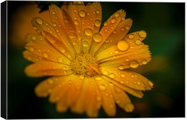 Close-up macro shot of orange marigold flower with raindrops and green blurry background. Canvas Print by Kristof Bellens