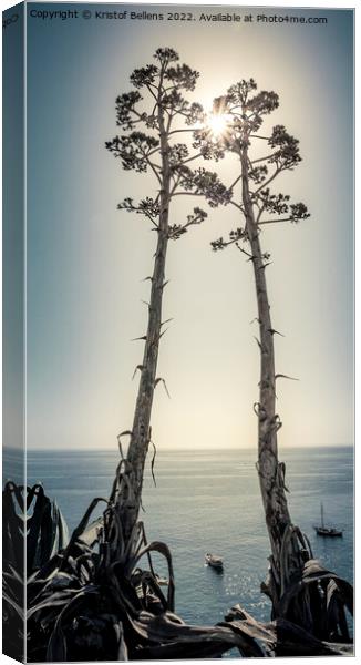 Two Agave salmiana vertical floral stem with muted toning Canvas Print by Kristof Bellens