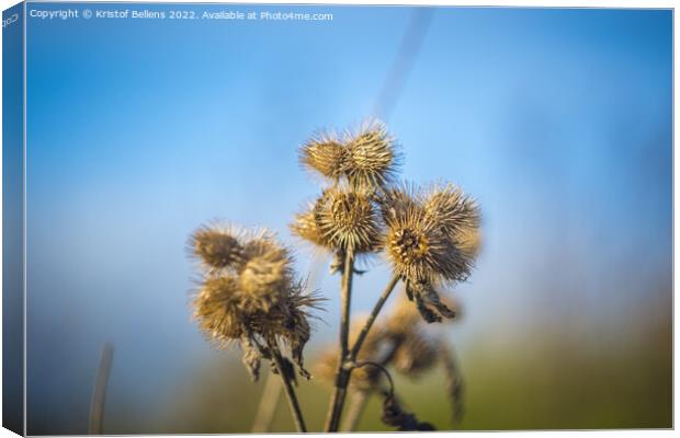 Closeup shot of Common Burdock or Arctium minus during autumn against blue sky Canvas Print by Kristof Bellens