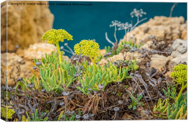 Crithmum maritimum or commonly known as Rock Samphire growing on the cliffs of the coast in Algarve, Portugal. Canvas Print by Kristof Bellens