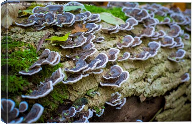 Turkey tail mushroom growing on a tree log in the forest Canvas Print by Kristof Bellens
