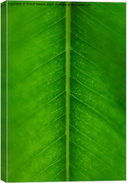 Vertical macro, extreme close-up, shot of a green ficus leaf showing nerves and cells Canvas Print by Kristof Bellens