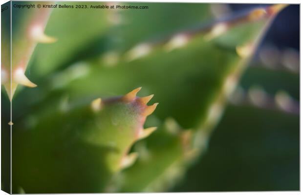 Extreme close-up shot of the spikes an thorns of an aloe perfoliata or mitre aloe, also commonly named Rubble Aloe Canvas Print by Kristof Bellens