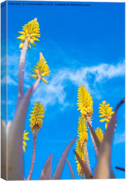 Vertical low angle field shot of yellow Aloe Vera flowers in spring Canvas Print by Kristof Bellens