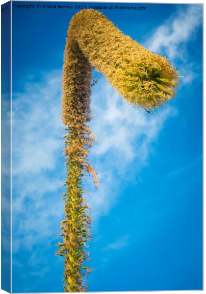 View on a foxtail agave flower, or latin name Agave attenuata. Also called lion's tale or swan's neck agave Canvas Print by Kristof Bellens