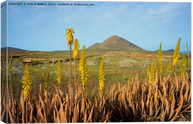 Springtime on Lanzarote, with volcanic landscape view on mount Guenia and Agave flowers in the foreground. Canvas Print by Kristof Bellens