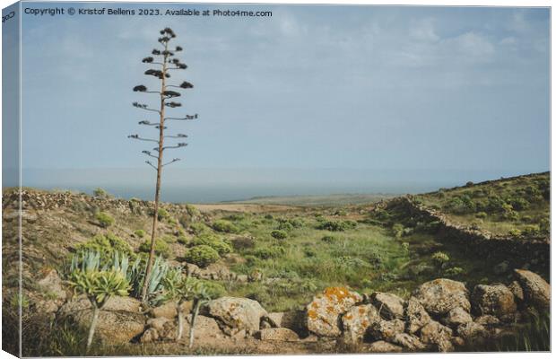 Canary Island of Lanzarote springtime nature landscape Canvas Print by Kristof Bellens