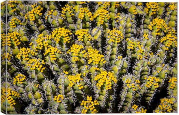 Flowering Euphorbia polyacantha is a spiny bush which grows on stony sides of mountains in hot valleys Canvas Print by Kristof Bellens