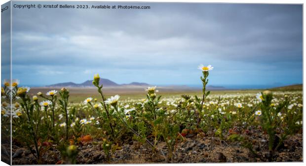 Springtime in Lanzarote, view on daisy flower field on the canary island Canvas Print by Kristof Bellens
