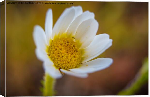 Closeup macro shot of flowering common daisy flower Canvas Print by Kristof Bellens