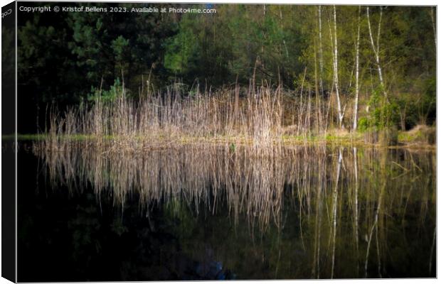 Reed field with reflection in a pond in a forest. Canvas Print by Kristof Bellens
