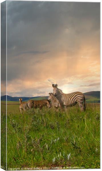 Herd of zebra's standing in the plains and savanna Canvas Print by Kristof Bellens