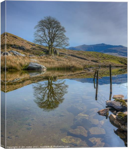 The Reflective Trees Canvas Print by jim cooke