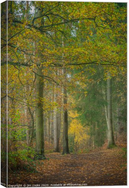 Harwarden Woods Canvas Print by jim cooke