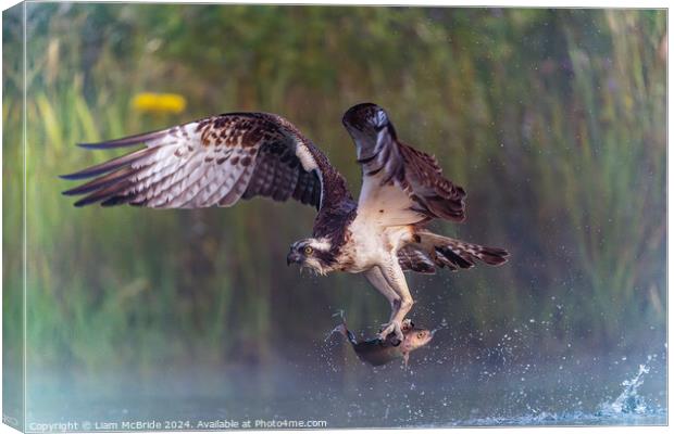 Osprey With Rainbow Trout Canvas Print by Liam McBride