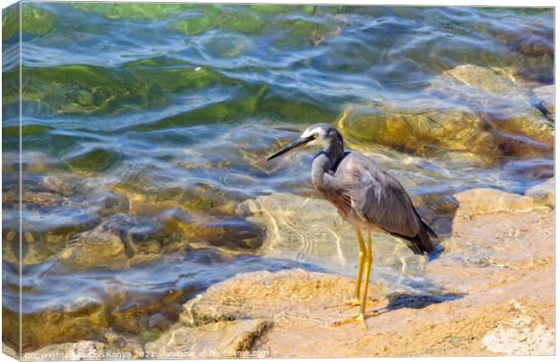 White-faced Heron - Port Fairy Canvas Print by Laszlo Konya