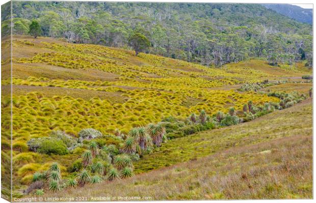 Grassland - Cradle Mountain Canvas Print by Laszlo Konya