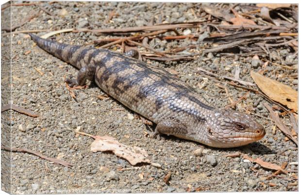 Blotched blue-tongue lizard - Eaglehawk Neck  Canvas Print by Laszlo Konya