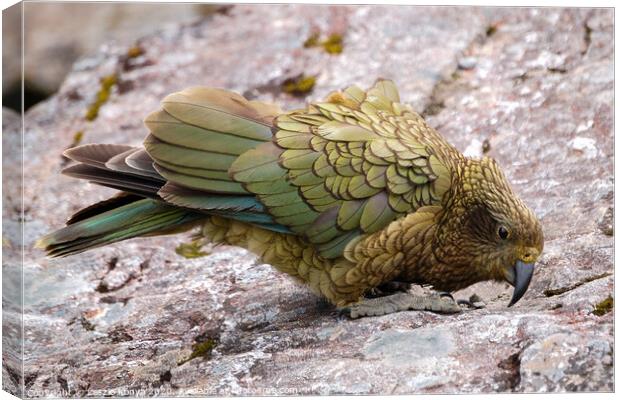 Kea - Arthur's Pass Canvas Print by Laszlo Konya