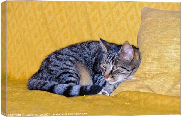 Watching cat - Uopini Canvas Print by Laszlo Konya
