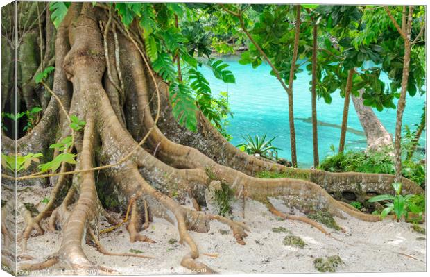 Giant Roots - Efate Island Canvas Print by Laszlo Konya