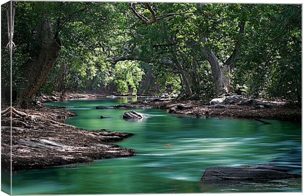  Rainforest river Canvas Print by Ian Turnell