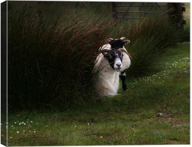 Black-faced Ewe and lamb Canvas Print by Ian Turnell