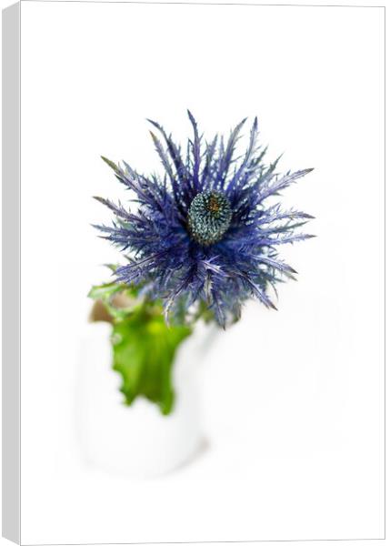 Sea Holly and white vase Canvas Print by Paul Lawrenson