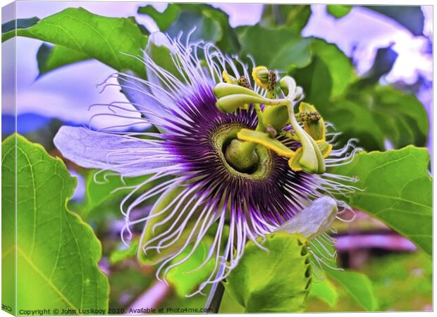 Passion Fruit Flower Canvas Print by John Lusikooy