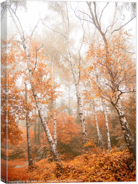 Foggy autumn aspens Canvas Print by Eti Reid