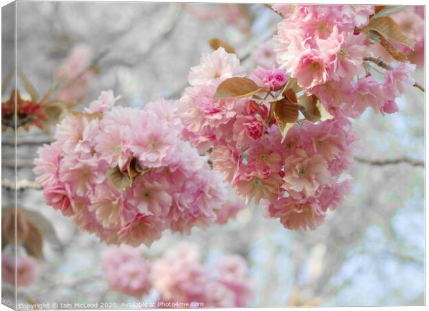 Pink cherry blossom in full bloom Canvas Print by Iain McLeod