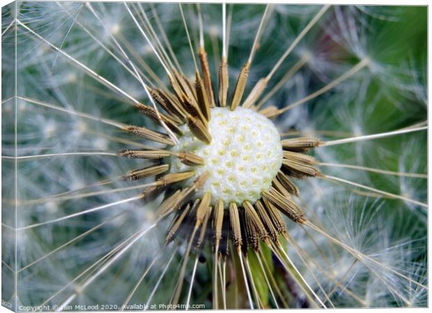 Plant flower Canvas Print by Iain McLeod