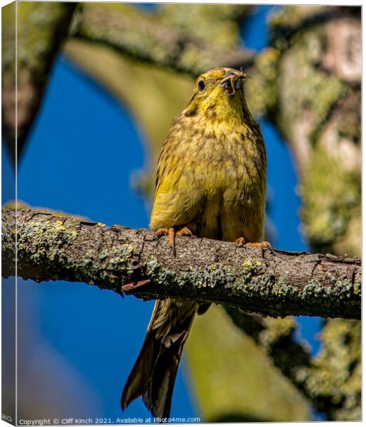 Yellowhammer Emberiza citrinella Canvas Print by Cliff Kinch