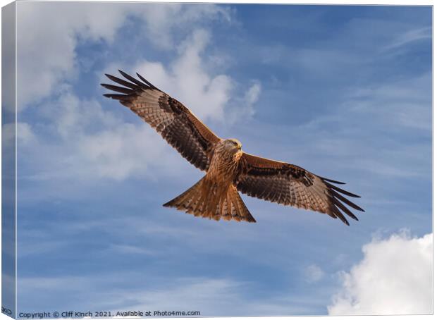 Majestic Red Kite Soaring above Oxfordshire Fields Canvas Print by Cliff Kinch