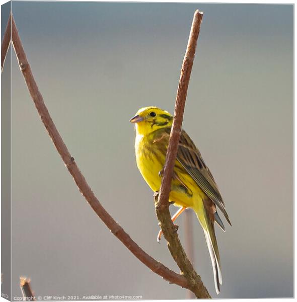 Yellowhammer Canvas Print by Cliff Kinch