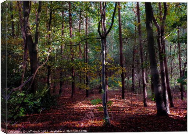 Autumnal wood Canvas Print by Cliff Kinch