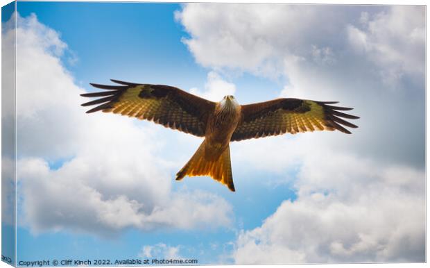 Red Kite in Flight Canvas Print by Cliff Kinch